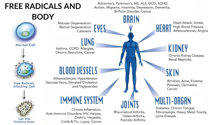 how are free radicals harmful to your body and skin