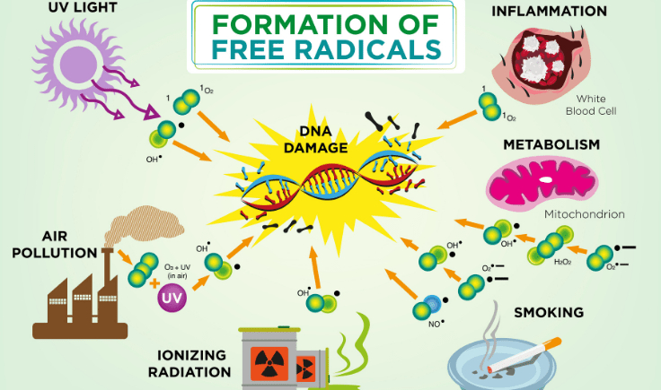 what are free radicals in the body