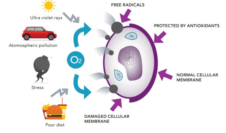what causes free radicals in the body