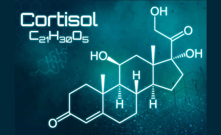 hormone cortisol