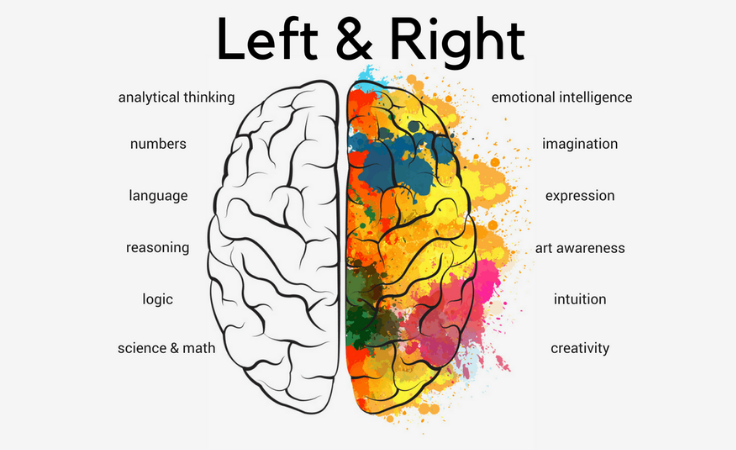 the analytical left and the creative right brain hemishphere