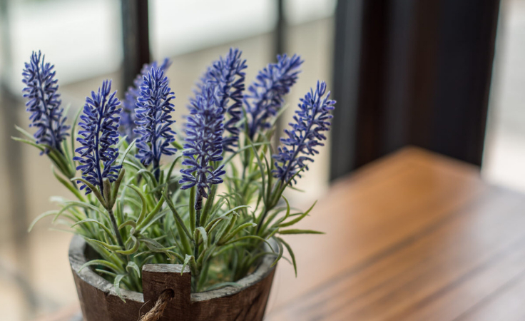 potted lavender plant to get rid of negative energy at home